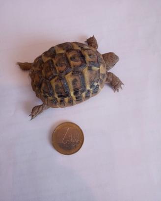 Tartaruga