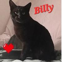 Maschio - 2 anni circa