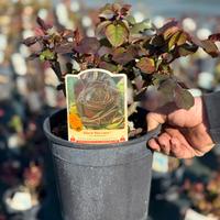 Rose varietà meilland