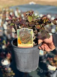 Rose varietà meilland