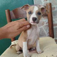 Pitbull ukc cuccioli