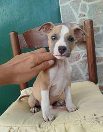 Pitbull ukc cuccioli