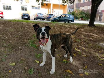Amstaff x Pitbull e Staffordshire