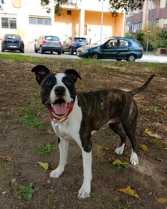 Amstaff x Pitbull e Staffordshire