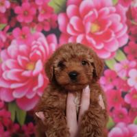 Cuccioli di barboncino Toy Red