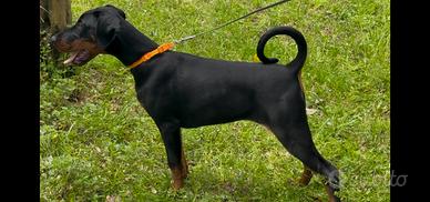 Cucciola dobermann