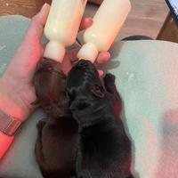 Cuccioli di labrador con pedigree