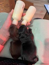 Cuccioli di labrador con pedigree