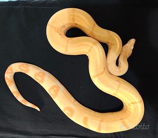 Boa constrictor sunglow e Pitoni brongersmai Ivory