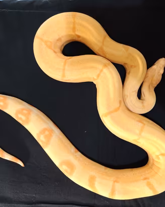 Boa constrictor sunglow e Pitoni brongersmai Ivory