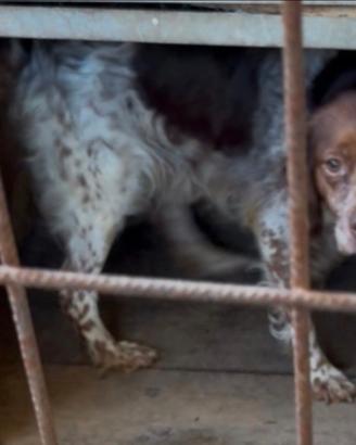 Cane da tartufi - Breton epagneul - 6 anni