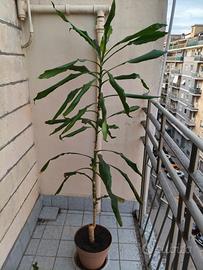 Pianta "Tronchetto della felicità"