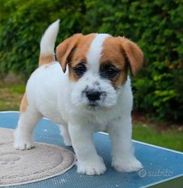 Jack Russell Terrier