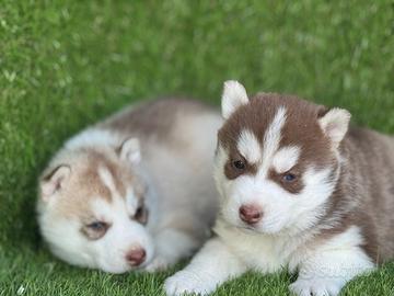 Husky
