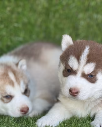 Husky