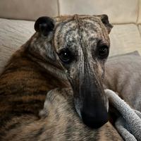 Whippet