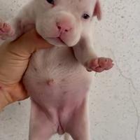 American bully