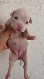 American bully
