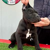 Cucciolo cane corso nero prima scelta