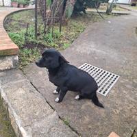 Cagnolina meticcia