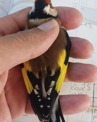 Cardellini 2026