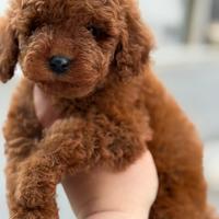 Barboncina femmina Toy 3 mesi