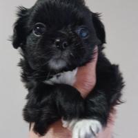 Chihuahua femminuccia