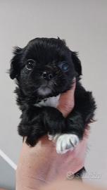 Chihuahua femminuccia