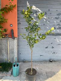 Limone quattrostagioni pianta