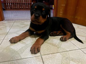 Cuccioli rottweiler