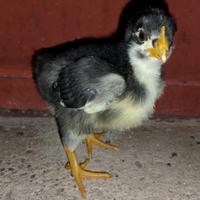 Vendita pulcini amrok