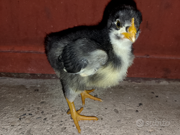 Vendita pulcini amrok