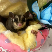 Petauri dello zucchero