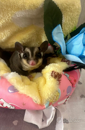 Petauri dello zucchero