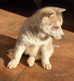 Cuccioli siberian husky