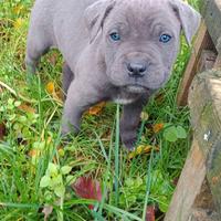 Cuccioli di Cane Corso con Pedigree