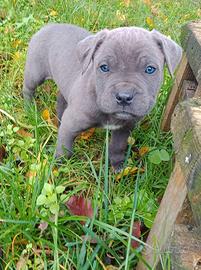 Cuccioli di Cane Corso con Pedigree