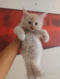 Cucciolo Maine coon maschietto