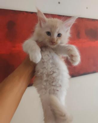 Cucciolo Maine coon maschietto