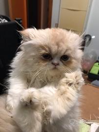 Cucciolo DI persiano
