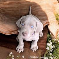 Cuccioli Weimaraner