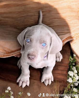Cuccioli Weimaraner