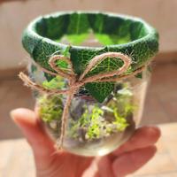 Barattoli con piantine