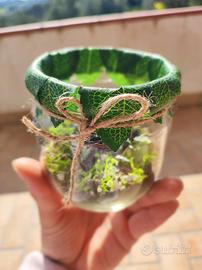 Barattoli con piantine