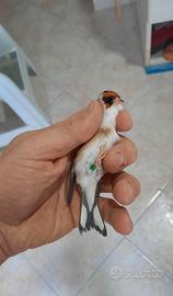 Coppia acianici 2025