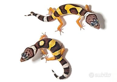 Geco leopardino baby, morph diversi, scambi