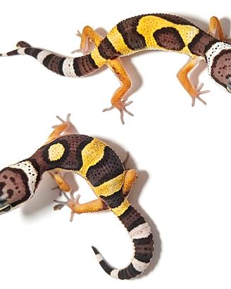 Geco leopardino baby, morph diversi, scambi