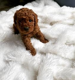 Barboncini red fulvi maschi di tre mesi