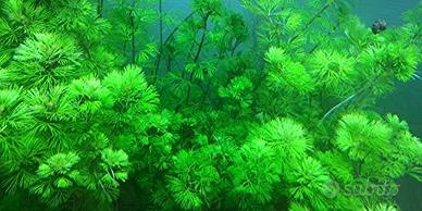 piante acquario e laghetto mix vari scontati
