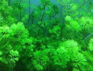 piante acquario e laghetto mix vari scontati
